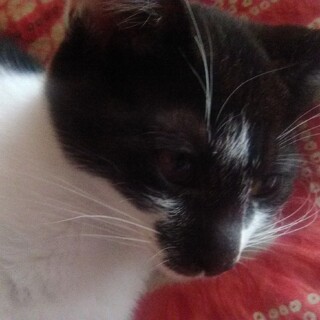 よろちくおねがいします（２）