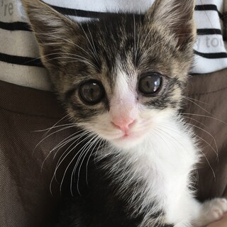 里親決定○白キジのそうた君