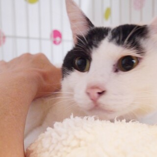 【どえんなあまえんぼ☆白黒男子！　かっちゃん♪】