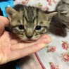 サバトラ、キジトラ３兄弟　生後1ヶ月 サムネイル3