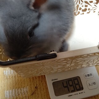 雑種の子うさぎ