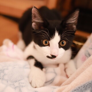 元気いっぱい！多頭飼いにも向いている愉快な子