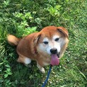 多頭飼育崩壊からの脱出！昴生
