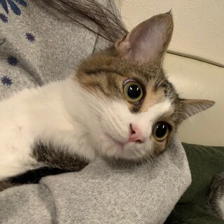 一時停止！！大きい瞳でふわふわの洋猫系、葉ちゃん