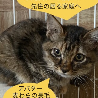麦わらの中毛猫さんの美猫