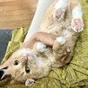 ぽぽるる