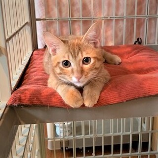 少しシャイでも元気一杯生後3ヶ月男の子（ユタ君）