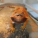 可愛がっていただける方へ