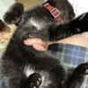 黒(おなか白) 仮名:くろまる 生後3ヶ月オス サムネイル2