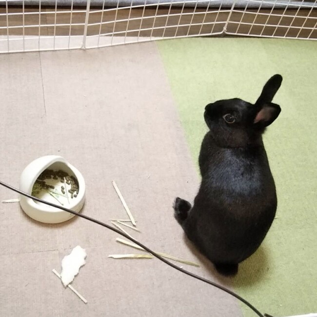 スコル のカバー写真
