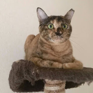 家族に迎えて下さい。可愛いサビの女の子