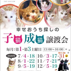 ＊子猫と大人猫＊キャットソシオン譲渡会