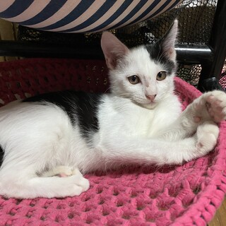 黒白男の子 幸君(こう)8月産まれ