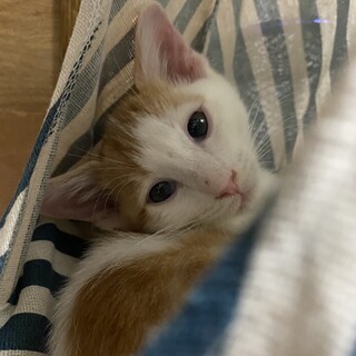 茶白の男の子3ヶ月 琴君