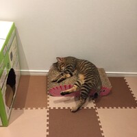 だんご