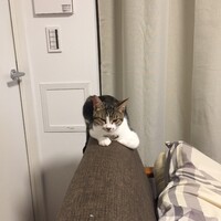 ミッツ