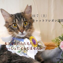 ＊子猫と大人猫＊キャットソシオン譲渡会