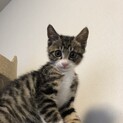 ヤンチャなキジ白の男の子です。