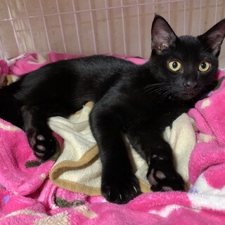 みんな甘えた黒猫ブラザーズ