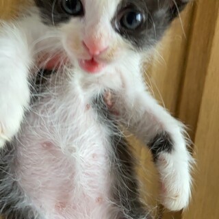 捨てられた命を箱入り娘にしてください