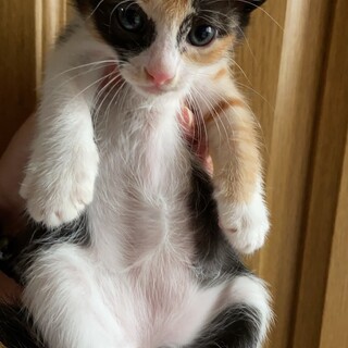 捨てられた命を箱入り娘にしてください