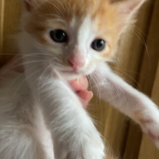 捨てられた命を箱入り息子にしてください