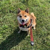 ごんた