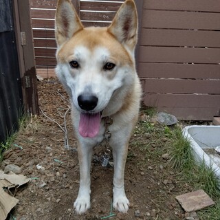 ハスキー&秋田風 人懐こい男の子
