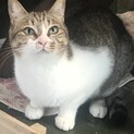 多頭飼育崩壊した家からレスキュー♀美しいキジ白