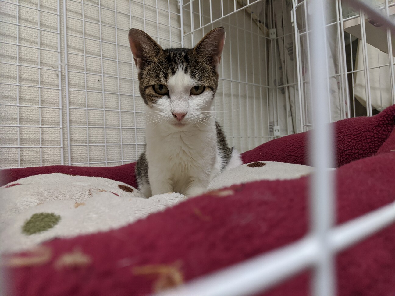腎臓 肝臓が悪い母猫が穏 千葉県 猫の里親募集 ペットのおうち 月間利用者150万人