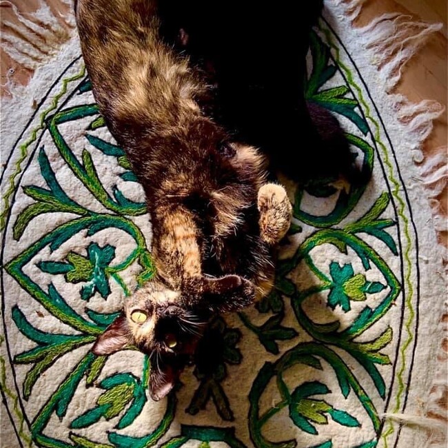 なる　(=^•ω•^=)のカバー写真