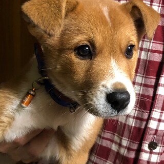 【里親様決定】ユウ君の幸せが見つかりました♡
