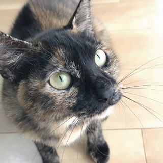 【急募】1歳半のシャイだけど甘えん坊なメス猫♀