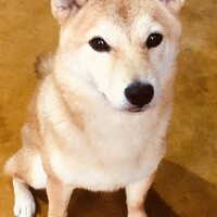 ラン