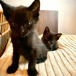 ハンサム黒子猫の兄弟