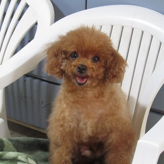 お目目が大きな可愛い子