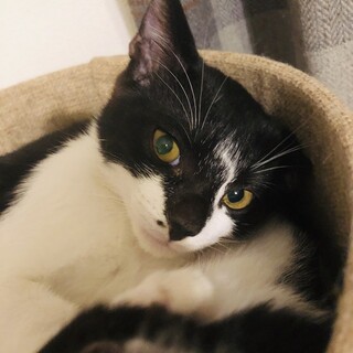 ほくちゃん　4ヶ月くらいの男の子