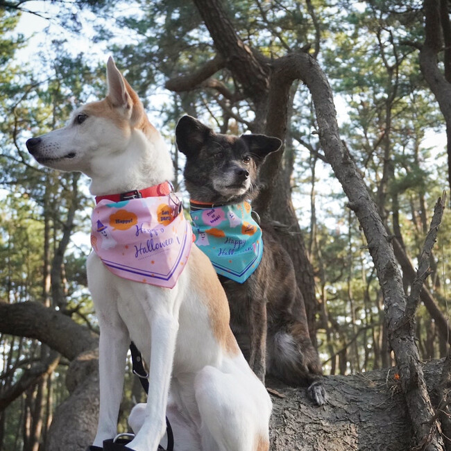 Ange Styleのカバー写真