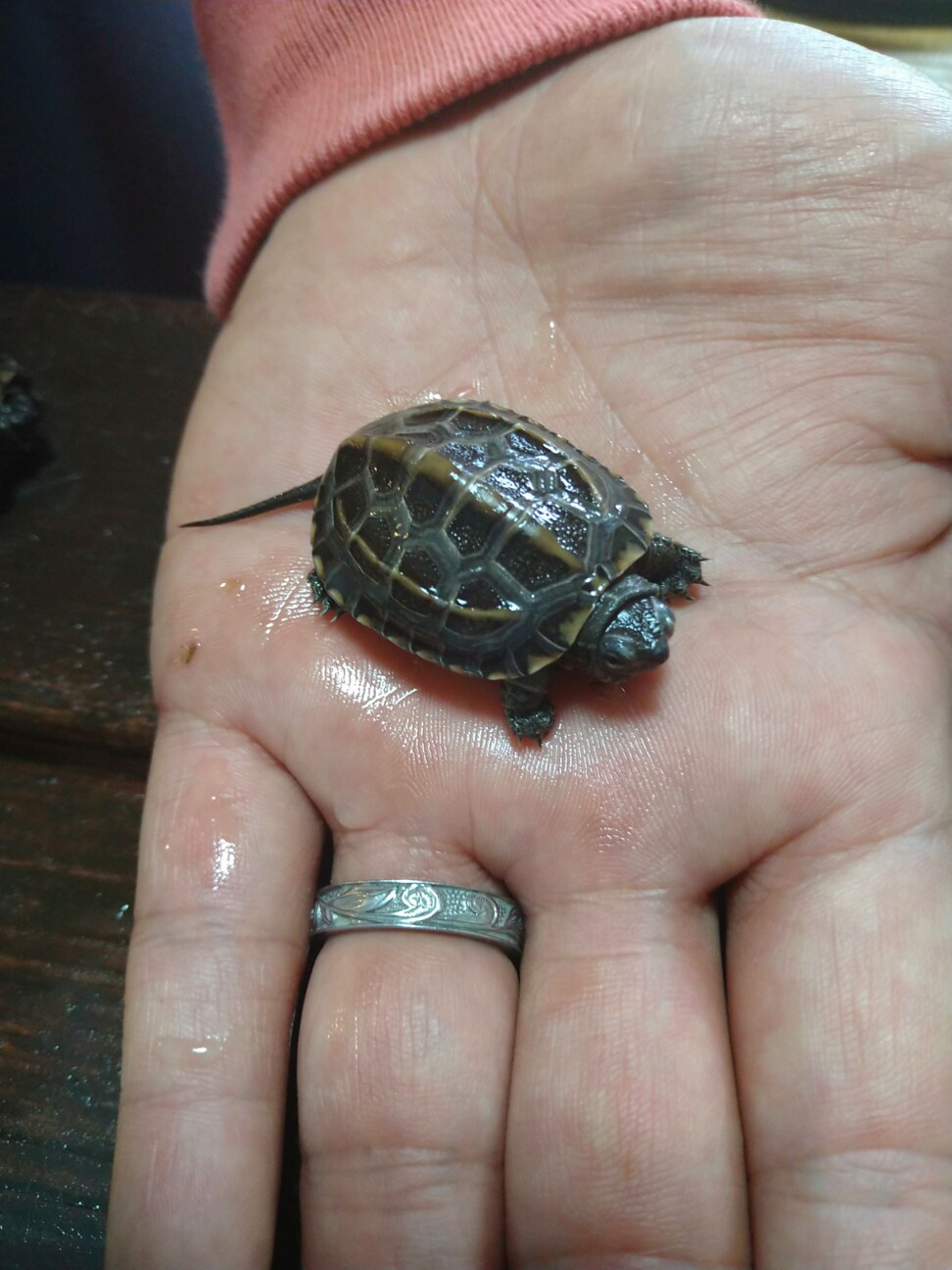 クサガメ子亀が生まれまし 千葉県 爬虫類 他の里親募集 ペットのおうち 月間利用者150万人