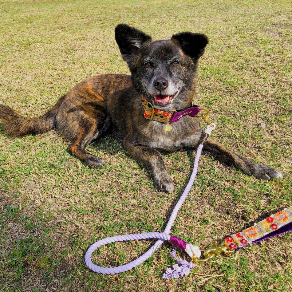 Ange(アンジュ)のカバー写真