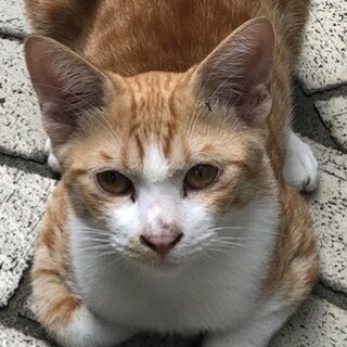 【おうち決定】可愛い甘ったれクン（去勢済み）