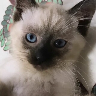 アメデオそっくりさん❗️