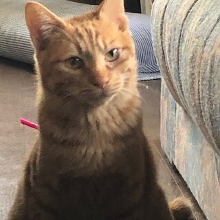 【おうち決定】☆のんびり甘えんぼクン（去勢済み）