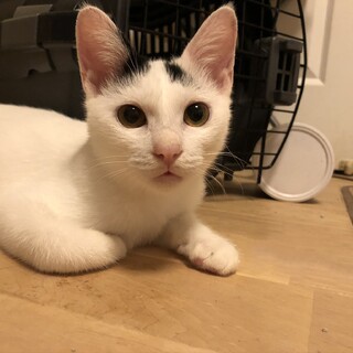牛柄？可愛い子猫です