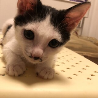 牛柄？可愛い子猫です