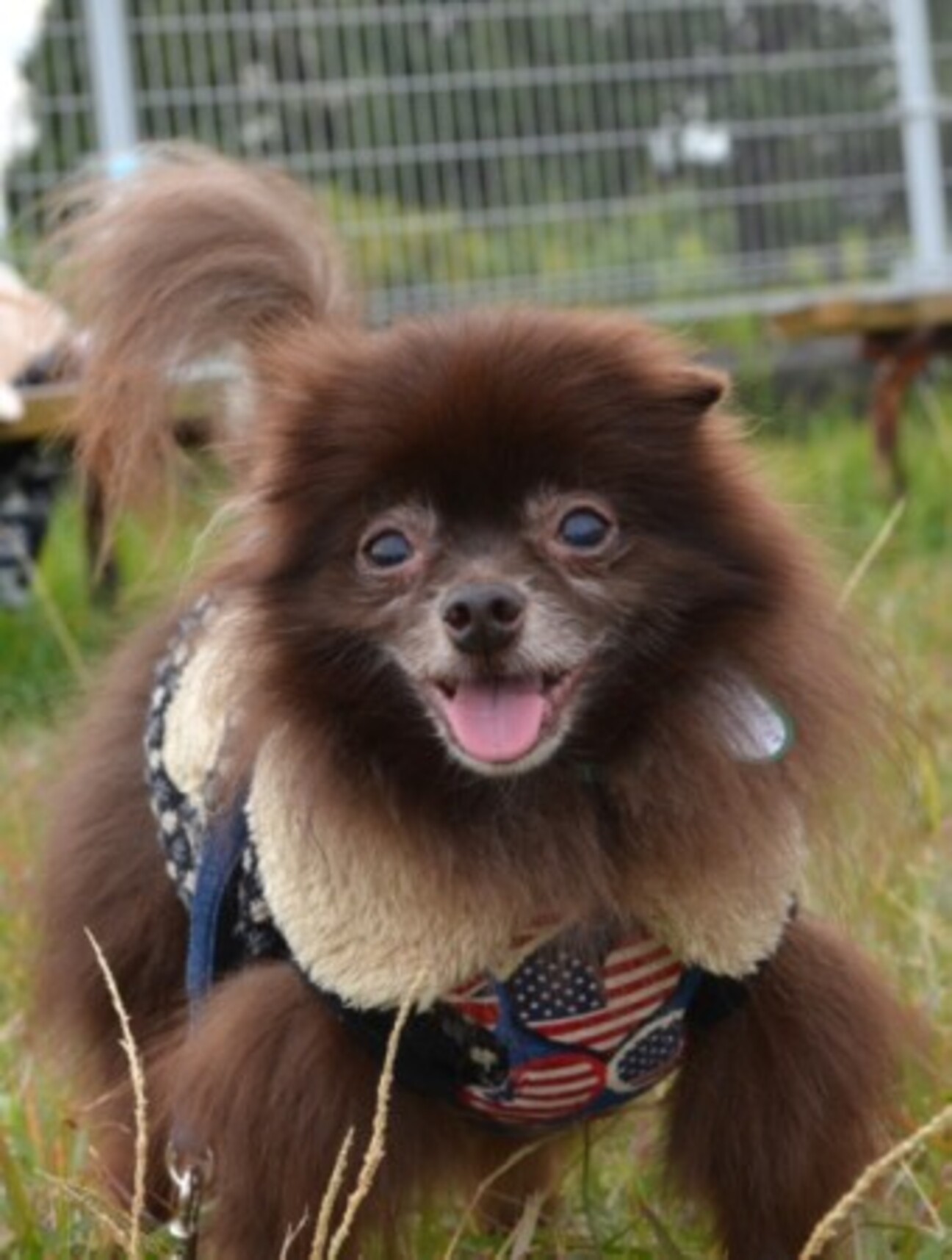 ポメラニアンのチョコポンくん 東京都 犬の里親募集 ペットのおうち 月間利用者150万人