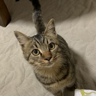 すぐにゴロゴロ♪キジ5ヶ月くらい