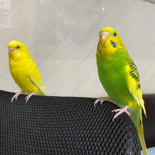 セキセイ2羽、同時引取者限定‼︎