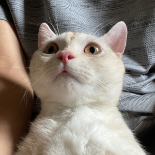 アメリカンショートヘアのオス9ヶ月です