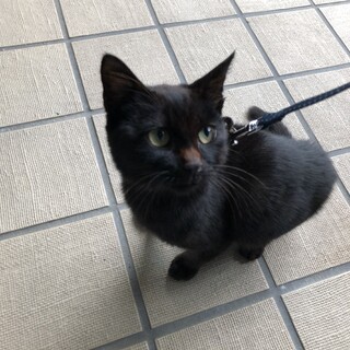 甘えたの男の子　爪切りシャワーも上手にできます！